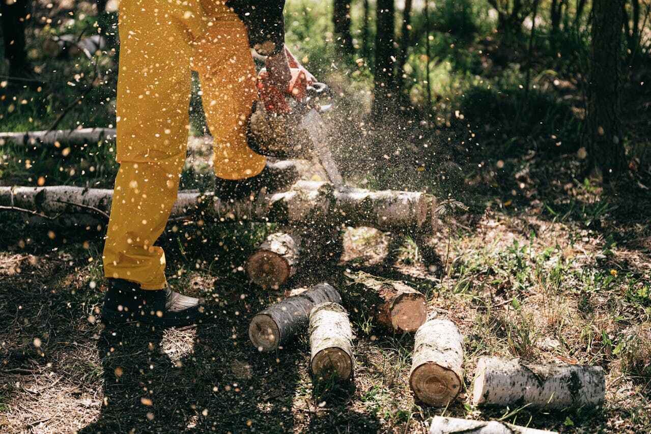 Lone Tree, CO Tree Service Company